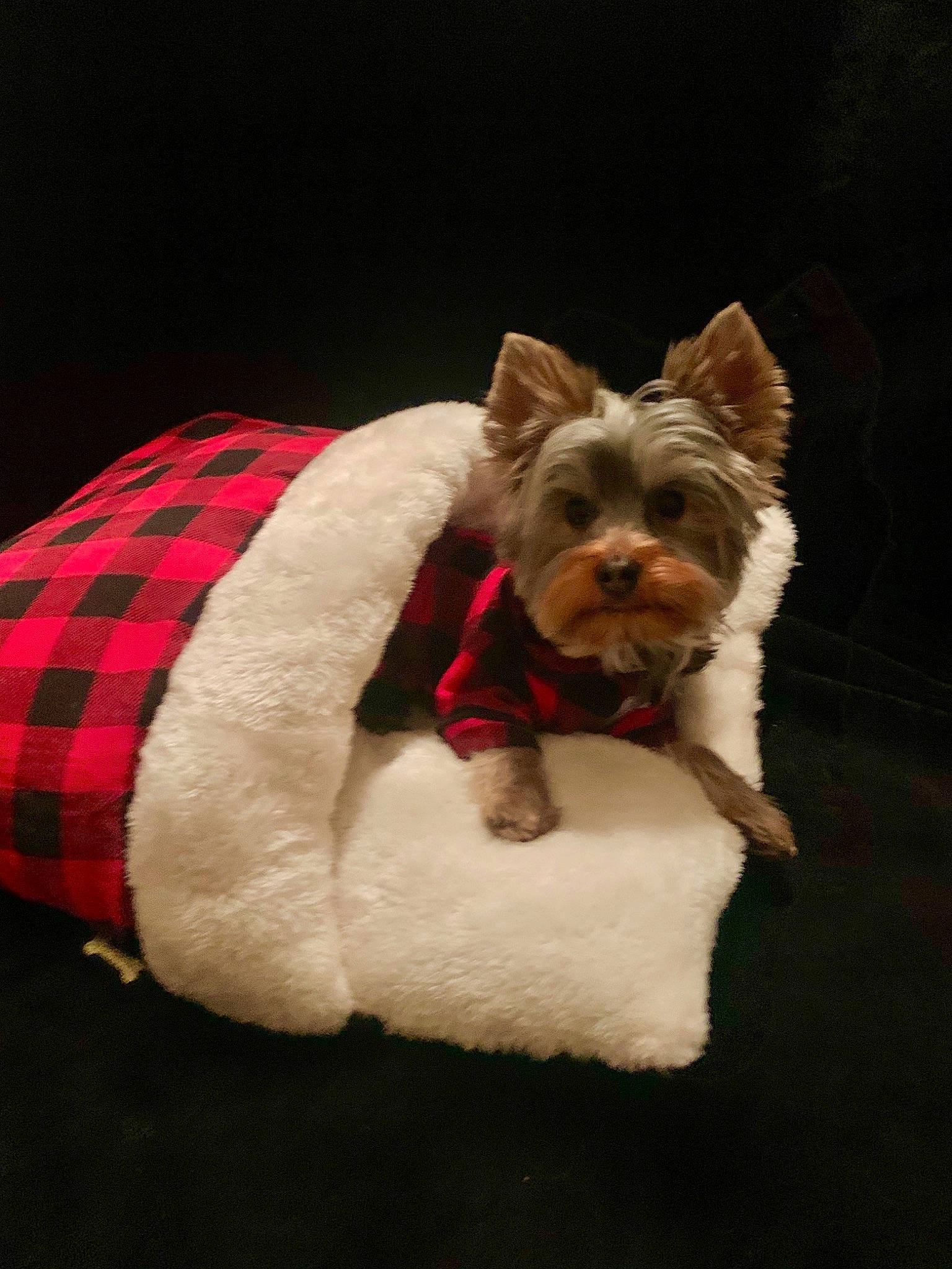 Milo is registered to the contest to win money with this photo: canidae, carmine, carnivore, companion_dog, dog, dog_breed, dog_clothes, dog_supply, fashion_accessory, fawn, plaid, sleeve, small_terrier, snout, sporting_group, tartan, terrier, toy_dog, working_animal, yorkshire_terrier