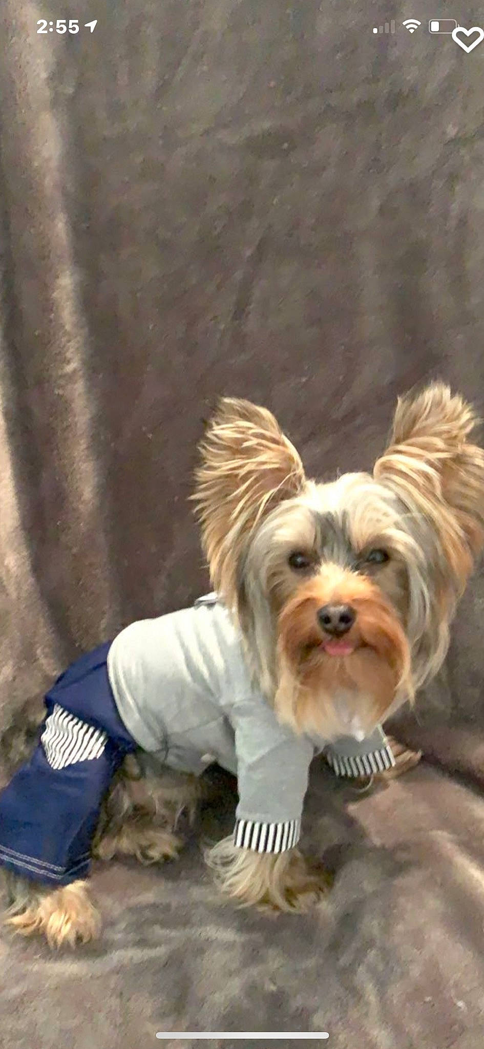 Milo is registered to the contest to win money with this photo: biewer_terrier, canidae, carnivore, companion_dog, dog, dog_breed, dog_clothes, dog_supply, fawn, fur, liver, maltepoo, small_terrier, snout, sporting_group, terrier, toy, toy_dog, working_animal, yorkshire_terrier