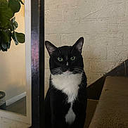 Meow is registered to the contest to win money with this photo: cat, tuxedo_cat, pet, indoor, stairs, carpet, plant, brick_wall, black_and_white, green_eyes, feline, animal, domestic_cat, whiskers, ears, sitting, vertical_bar, home_interior, quiet, curious