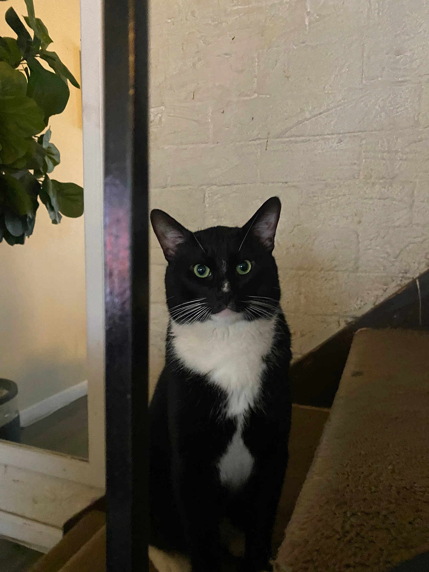 Meow is registered to the contest to win money with this photo: cat, tuxedo_cat, pet, indoor, stairs, carpet, plant, brick_wall, black_and_white, green_eyes, feline, animal, domestic_cat, whiskers, ears, sitting, vertical_bar, home_interior, quiet, curious