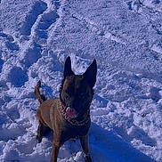 Bella a rejoint le concours — aidez-le/la à gagner de superbes lots ! alert, animal, canine, cold, collar, daylight, dog, frozen, fur, landscape, nature, outdoor, pawprints, pet, playful, snow, standing, tongue, weather, winter