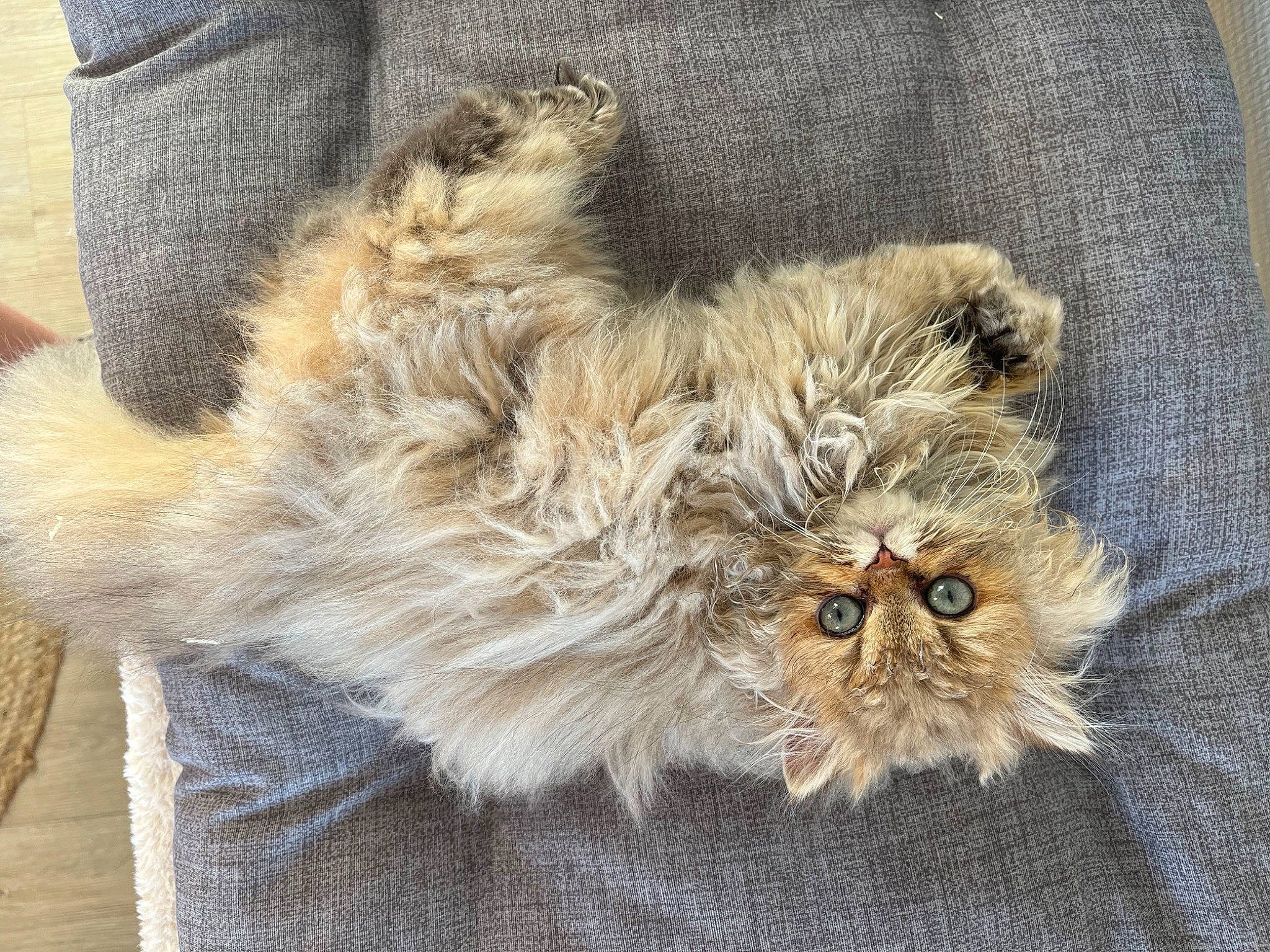 Touki a rejoint le concours — aidez-le/la à gagner de superbes lots ! british_longhair, carnivore, cat, claw, companion_dog, dog_breed, fawn, felidae, fur, liver, natural_material, paw, persian, small_to_medium_sized_cats, tail, terrestrial_animal, whiskers