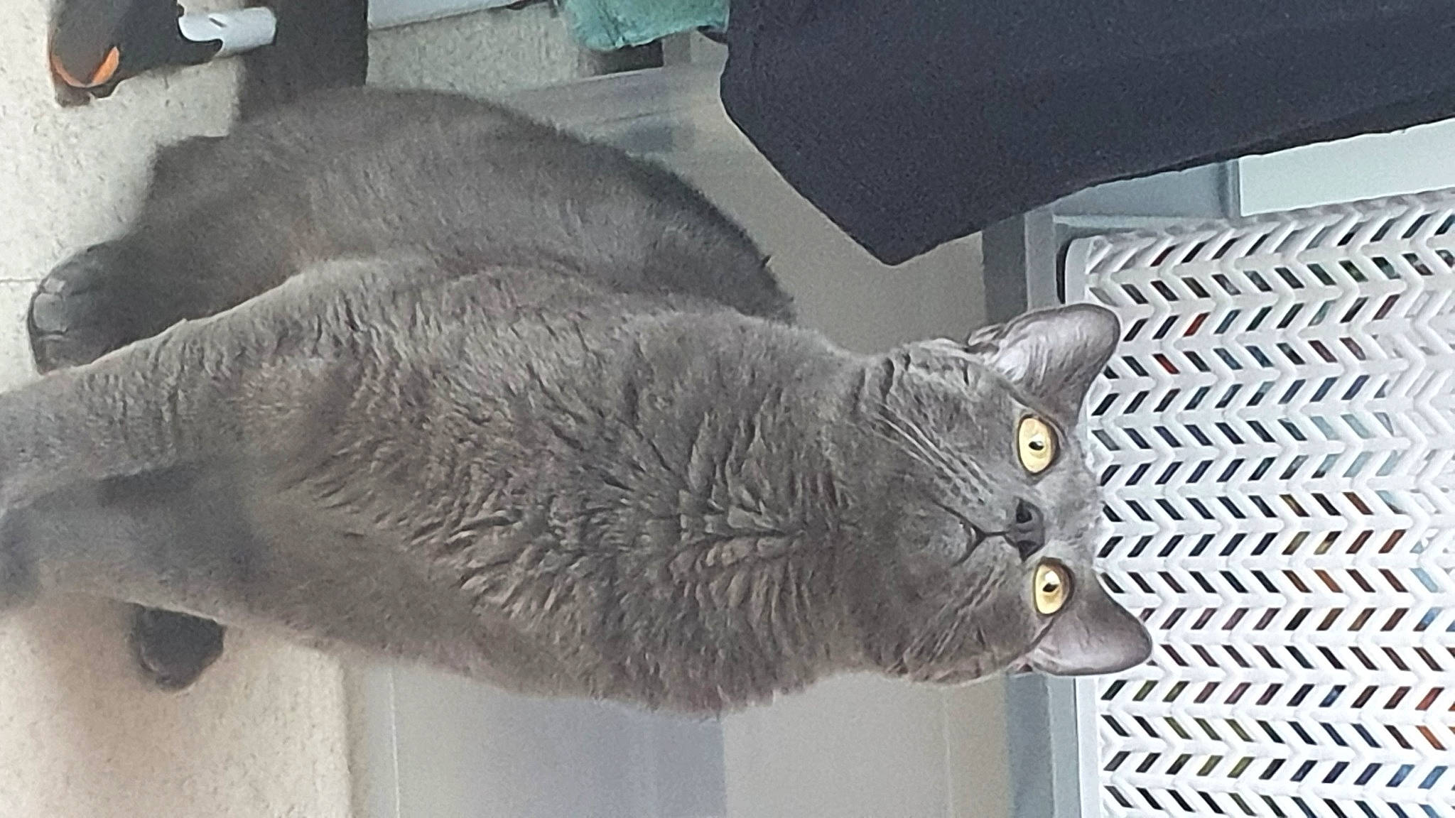 Cezar a rejoint le concours — aidez-le/la à gagner de superbes lots ! black_cat, carnivore, cat, cat_supply, chartreux, comfort, domestic_short_haired_cat, felidae, fur, grey, mammal, metal, russian_blue, small_to_medium_sized_cats, snout, tail, terrestrial_animal, whiskers, window