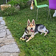 Yoshi a rejoint le concours — aidez-le/la à gagner de superbes lots ! dog, grass, garden, lawn, stone_path, chair, green_chair, purple_chair, garden_gnome, toy, outdoor, pet, animal, happy, relaxed, nature, fence, plants, flowers, daytime