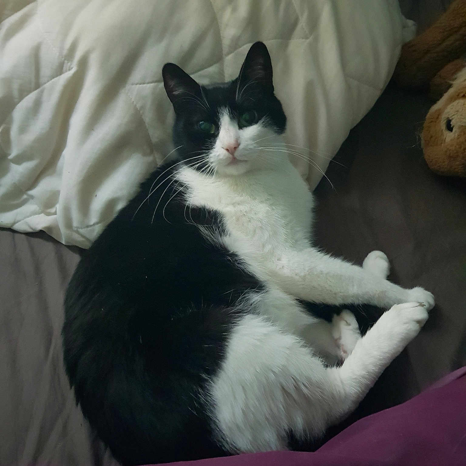 Stella
