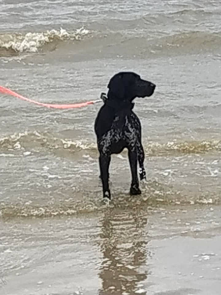 Roxa a rejoint le concours — aidez-le/la à gagner de superbes lots ! beach, borador, canidae, carnivore, collar, dog, dog_breed, dog_collar, guard_dog, gun_dog, hunting_dog, lake, liquid, non_sporting_group, sand, sporting_group, tail, water, working_animal, working_dog