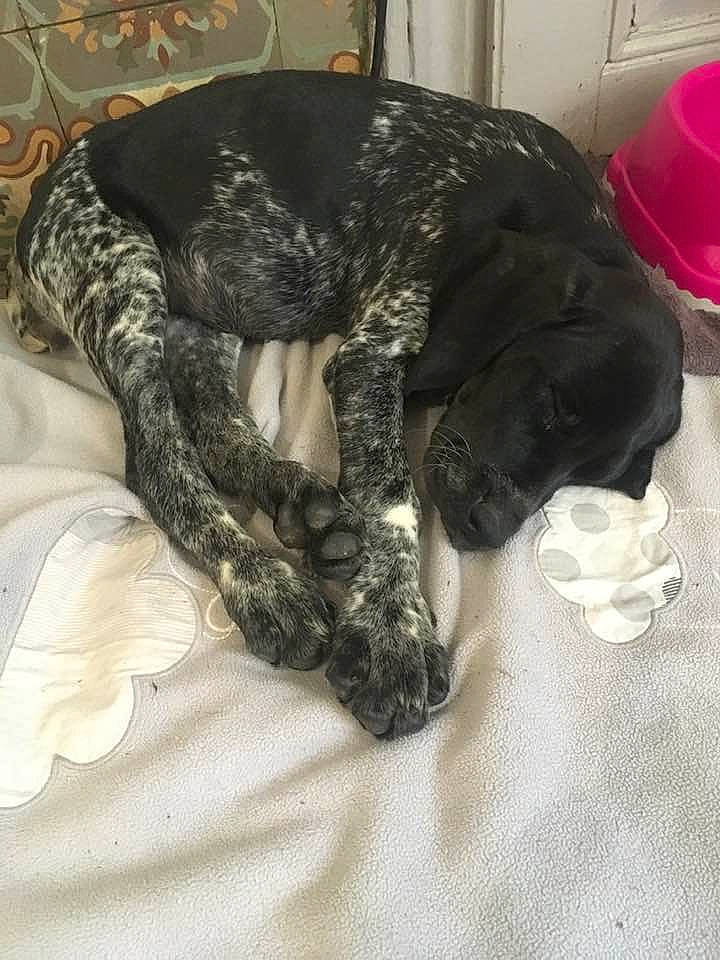 Roxa a rejoint le concours — aidez-le/la à gagner de superbes lots ! art, camouflage, canidae, comfort, dog_breed, fashion_accessory, felidae, fur, grey, military_camouflage, natural_material, pattern, scarf, small_to_medium_sized_cats, sporting_group, tail, terrestrial_animal, textile, wool, woolen