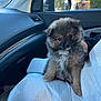 animal, blanket, car_interior, companion, cozy, cute, dog, domestic_animal, eyes, fluffy, front_seat, fur, hand, indoors, pet, puppy, sitting, small, window, young