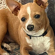 Paco joined the competition — help win amazing prizes! dog, puppy, tan_coat, white_chest, large_ears, pointed_ears, black_collar, pet, animal, portrait, closeup, indoors, rug, lying_down, front_view, dark_eyes, black_nose, cute, floppy_pose, home