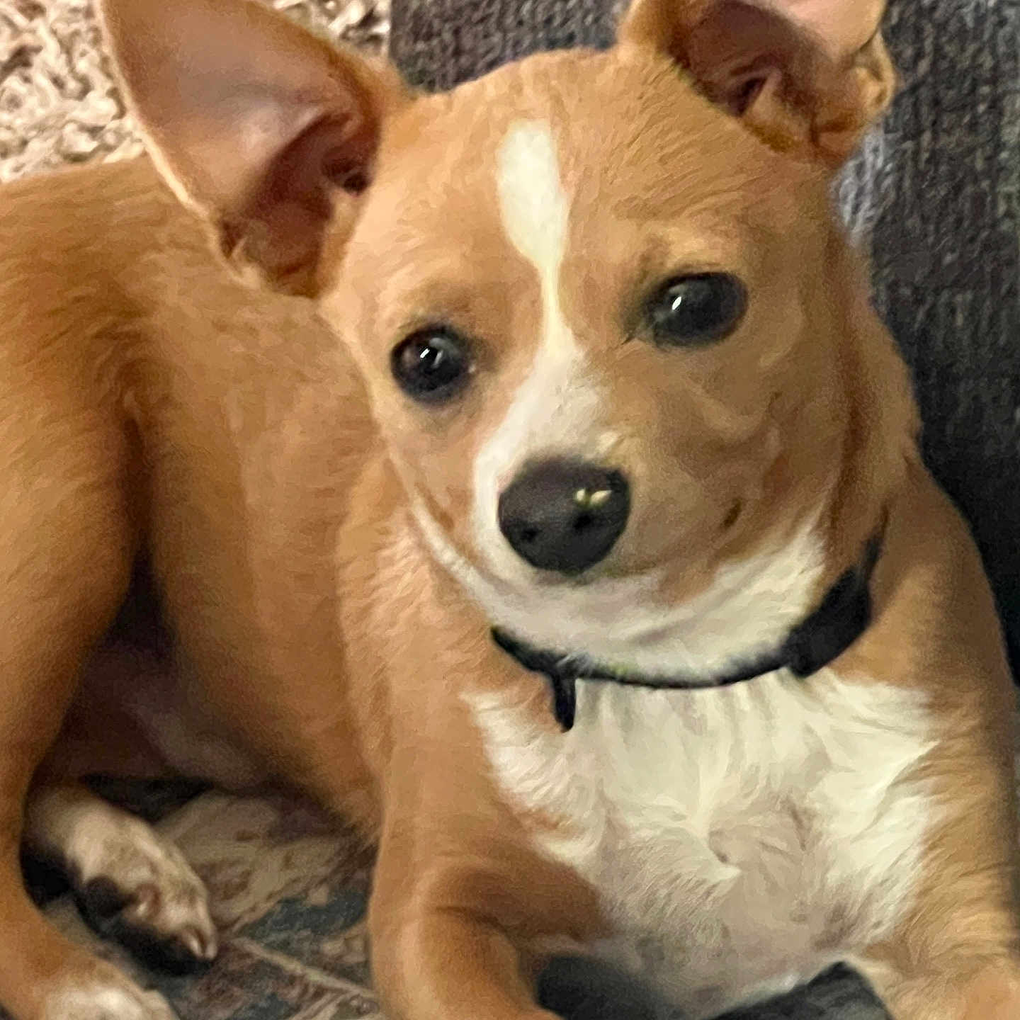 Paco