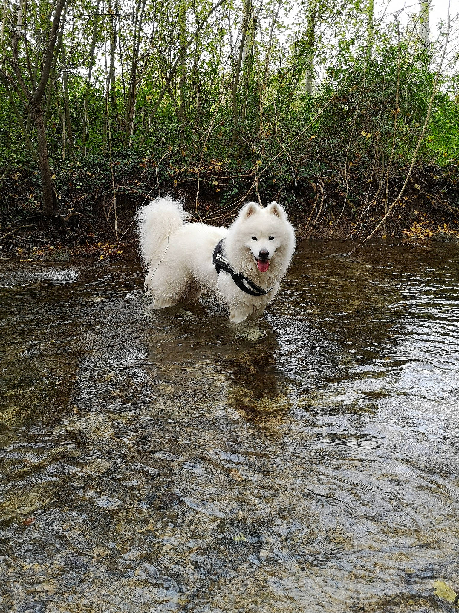 O'Neal participe au concours pour gagner de l'argent avec cette photo : american_eskimo_dog, berger_blanc_suisse, canadian_eskimo_dog, canidae, carnivore, dog, dog_breed, finnish_lapphund, german_spitz, german_spitz_mittel, japanese_spitz, mammal, non_sporting_group, pomeranian, pungsan_dog, samoyed, spitz, volpino_italiano, white_shepherd, working_dog