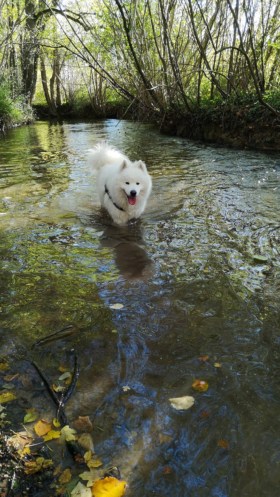 O'Neal a rejoint le concours — aidez-le/la à gagner de superbes lots ! american_eskimo_dog, bank, canidae, carnivore, dog, dog_breed, japanese_spitz, non_sporting_group, pond, reflection, river, samoyed, spitz, stream, water, watercourse, working_dog