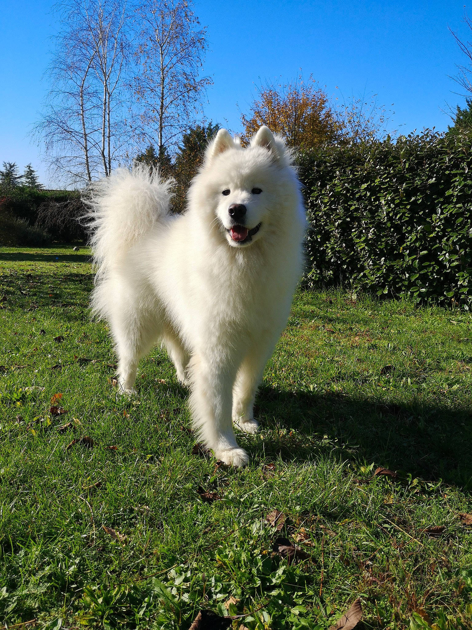 O'Neal a rejoint le concours — aidez-le/la à gagner de superbes lots ! american_eskimo_dog, berger_blanc_suisse, canadian_eskimo_dog, canidae, carnivore, companion_dog, dog, dog_breed, german_spitz, german_spitz_klein, german_spitz_mittel, indian_spitz, japanese_spitz, mammal, rare_breed_dog, samoyed, spitz, vertebrate, volpino_italiano