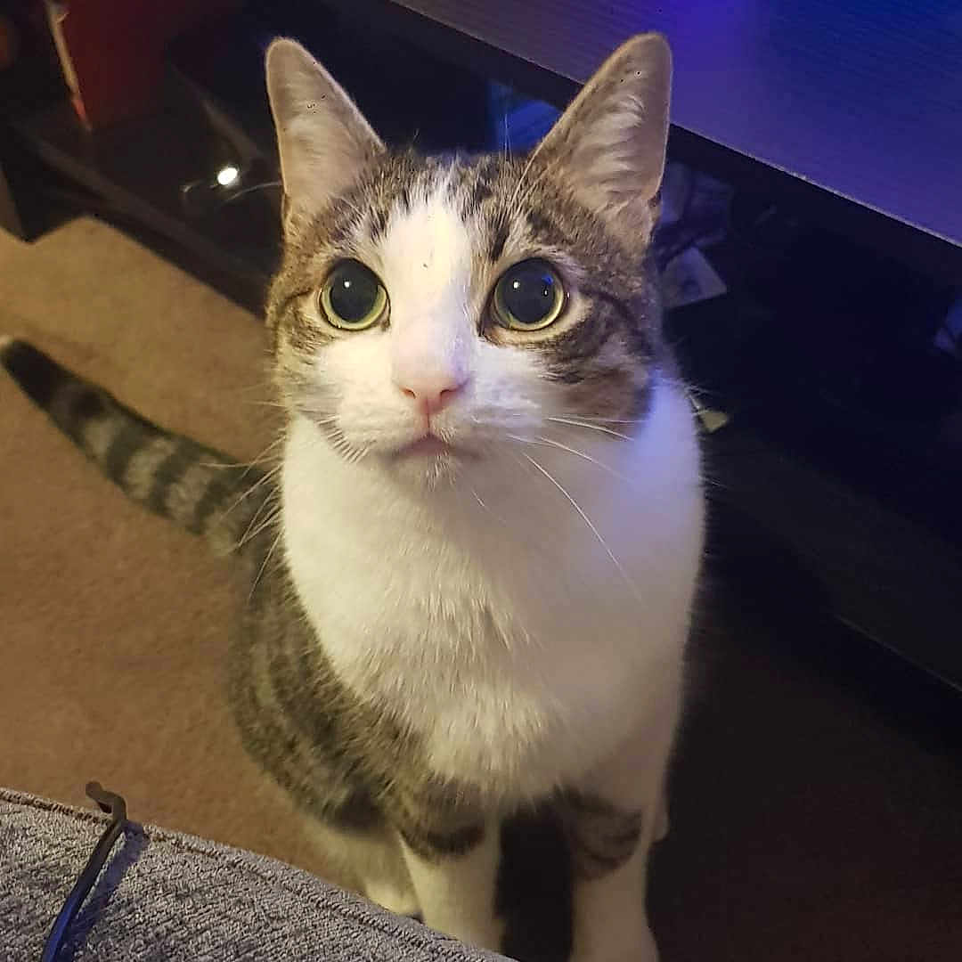 Clancy