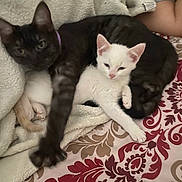 Princess is registered to the contest to win money with this photo: kitten, cat, feline, pet, animal, snuggling, blanket, fleece, paw, fur, cute, domestic_animal, bed, resting, white_cat, dark_cat, cozy, indoor, sleepy, young