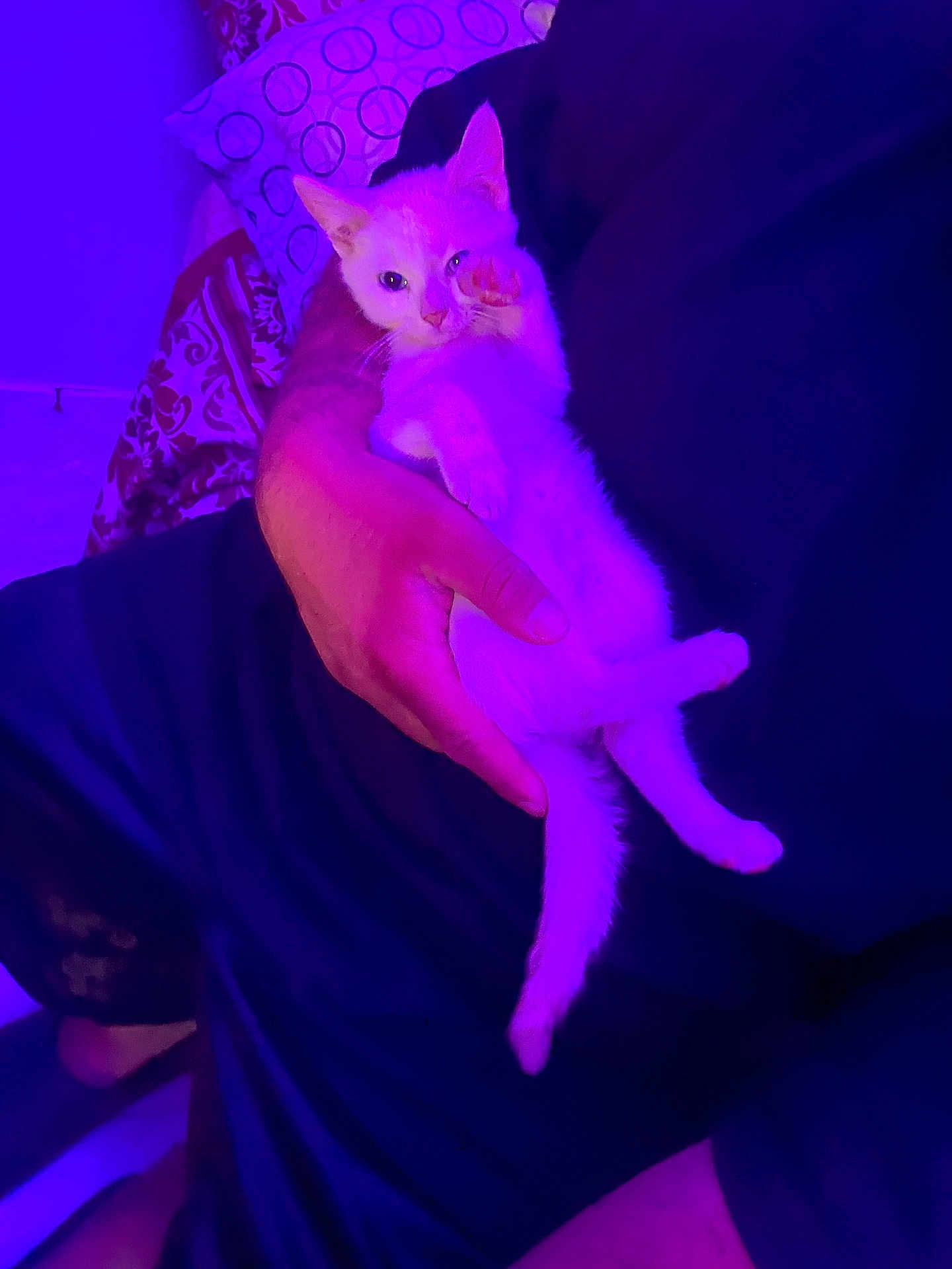 Princess