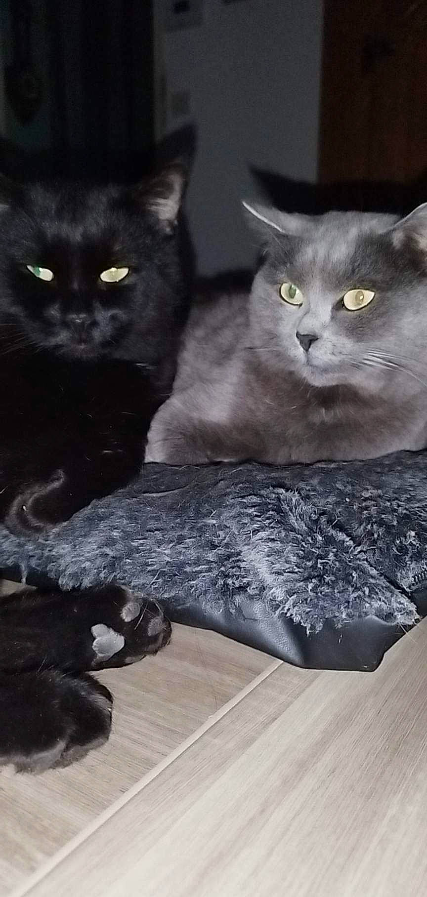 Filou a rejoint le concours — aidez-le/la à gagner de superbes lots ! black_cat, bombay, carnivore, cat, cat_supply, comfort, domestic_short_haired_cat, felidae, fur, grey, mammal, monochrome, monochrome_photography, russian_blue, sitting, small_to_medium_sized_cats, snout, tail, whiskers, window