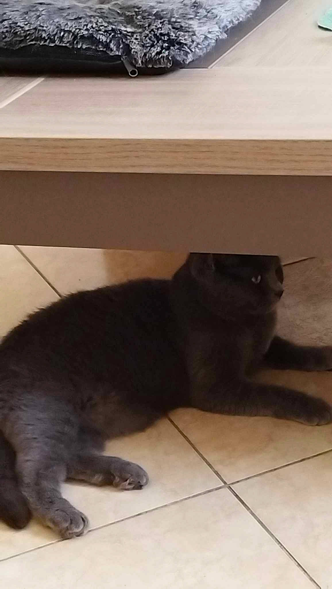 Ruby a rejoint le concours — aidez-le/la à gagner de superbes lots ! black, carnivore, cat, comfort, companion_dog, computer_keyboard, dog_breed, fawn, felidae, floor, flooring, grey, hardwood, liver, small_to_medium_sized_cats, snout, tail, terrestrial_animal, whiskers, wood