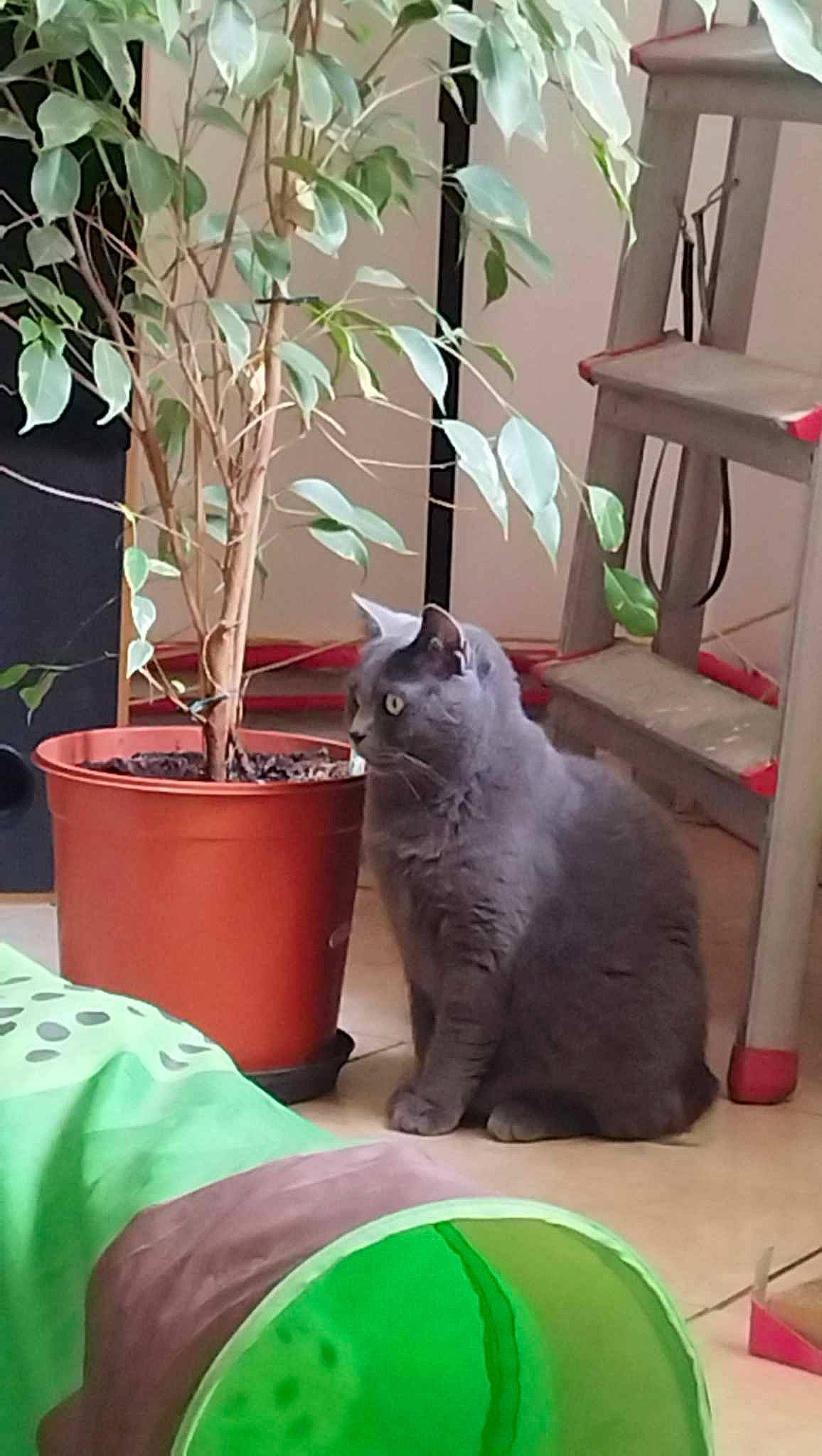 Ruby a rejoint le concours — aidez-le/la à gagner de superbes lots ! carnivore, cat, comfort, domestic_short_haired_cat, fawn, felidae, flowerpot, fur, green, grey, houseplant, mammal, plant, small_to_medium_sized_cats, snapshot, tail, vertebrate, whiskers, window, wood