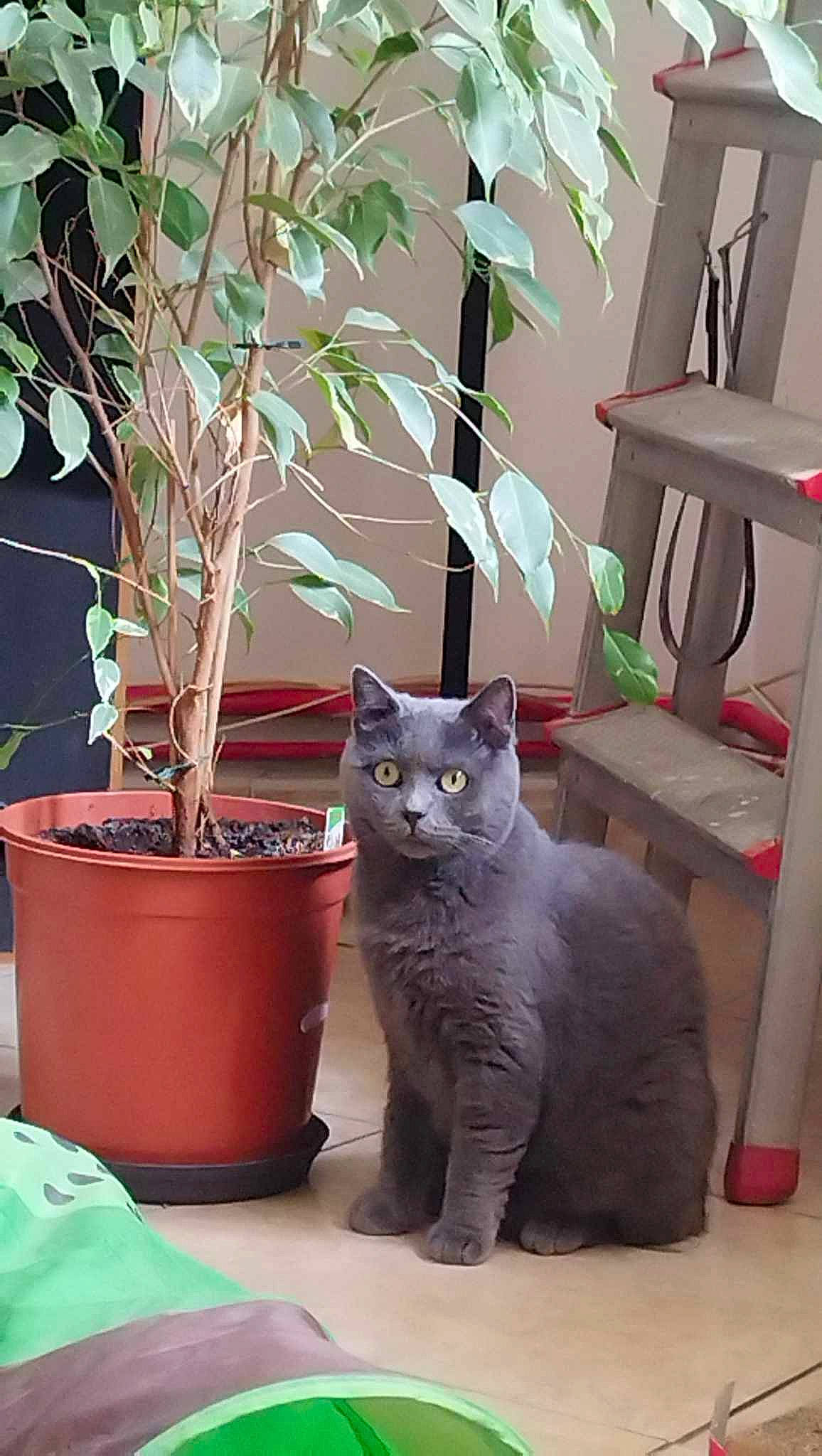 Ruby participe au concours pour gagner de l'argent avec cette photo : carnivore, cat, cat_supply, chair, comfort, domestic_short_haired_cat, felidae, flowerpot, fur, grey, houseplant, light, mammal, plant, small_to_medium_sized_cats, snapshot, tail, whiskers, window, wood