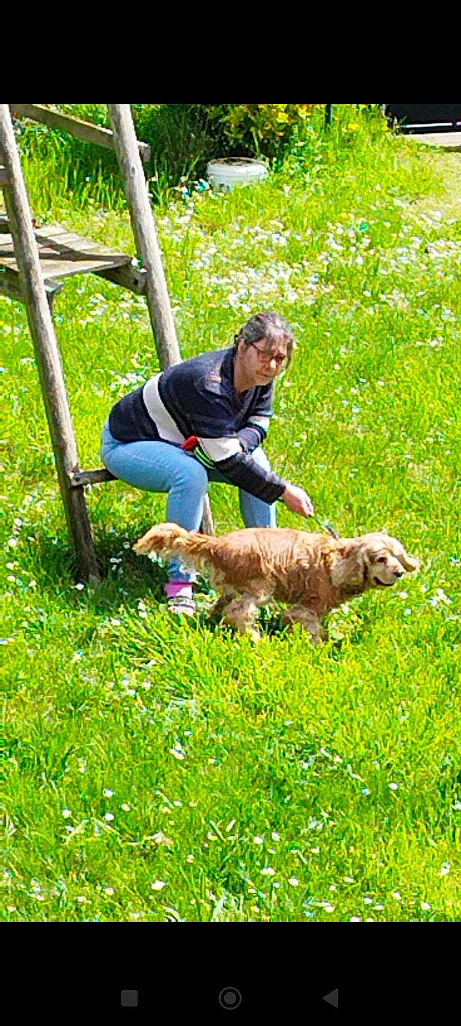 Fripon a rejoint le concours — aidez-le/la à gagner de superbes lots ! animal_training, canidae, carnivore, companion_dog, dog, dog_breed, dog_hiking, fence, grass, grassland, groundcover, hunting_dog, leisure, pasture, people_in_nature, plant, recreation, sporting_group, walking, water_dog