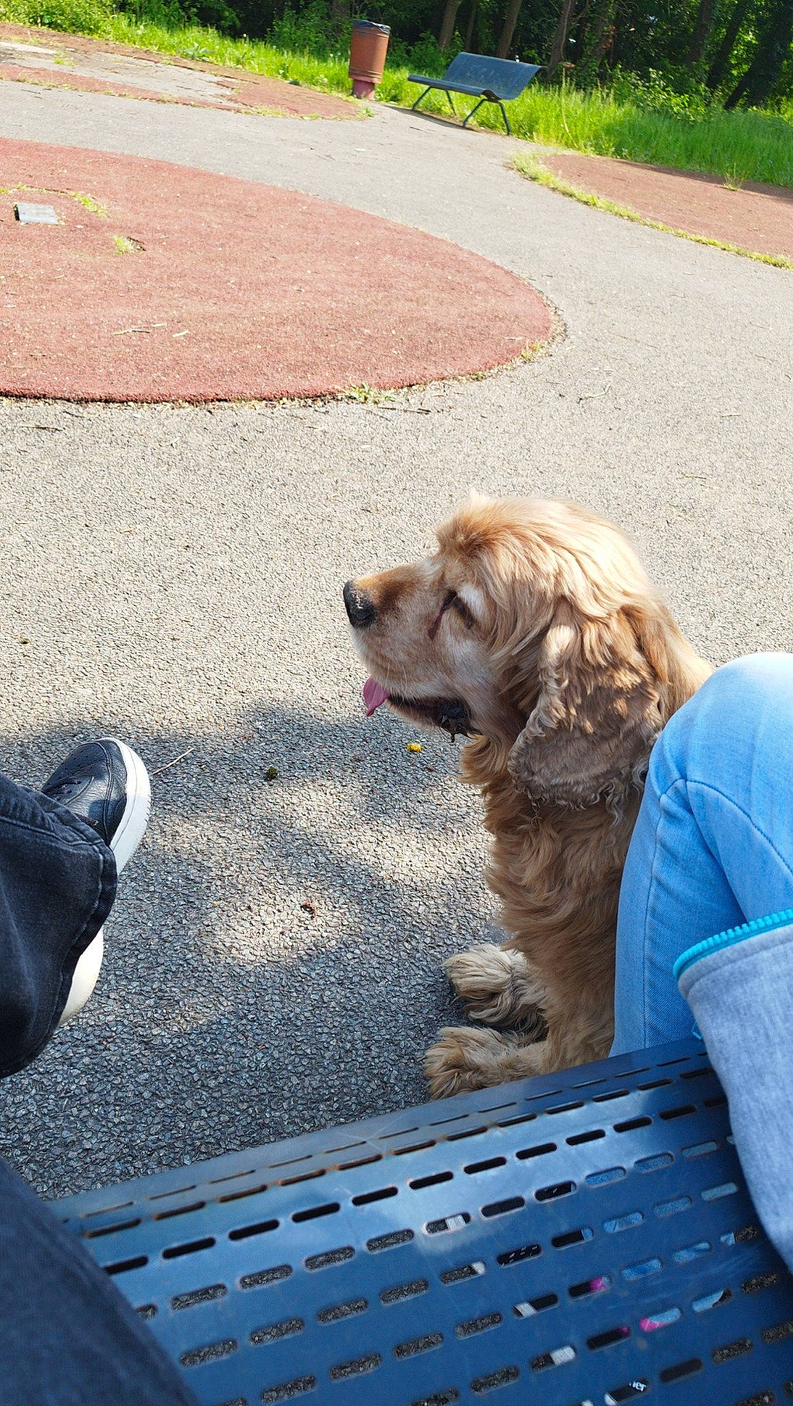 Fripon participe au concours pour gagner de l'argent avec cette photo : asphalt, canidae, carnivore, collar, companion_dog, concrete, dog, dog_breed, dog_collar, fawn, fur, grass, leash, liver, plant, road, road_surface, sidewalk, street, working_animal