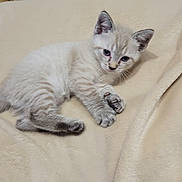 Kumo participe au concours pour gagner de l'argent avec cette photo : kitten, cat, pet, animal, feline, blue_eyes, soft_blanket, beige, indoor, cute, small, young, lying_down, paw, fur, curious, domestic, floor, tile, resting