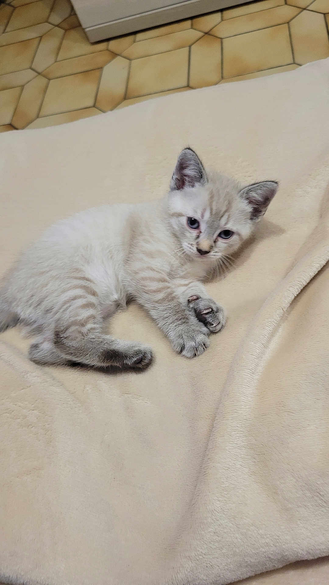 Kumo participe au concours pour gagner de l'argent avec cette photo : kitten, cat, pet, animal, feline, blue_eyes, soft_blanket, beige, indoor, cute, small, young, lying_down, paw, fur, curious, domestic, floor, tile, resting
