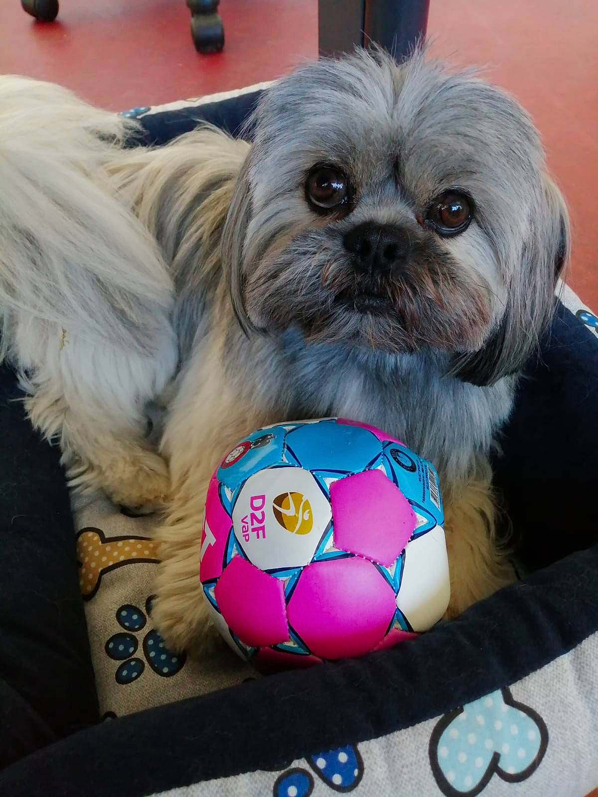 Poupi participe au concours pour gagner de l'argent avec cette photo : ball, canidae, carnivore, companion_dog, dog, dog_breed, fawn, fur, liver, non_sporting_group, shih_tzu, snout, soccer_ball, sporting_group, sports_equipment, terrestrial_animal, toy, toy_dog, whiskers, wrinkle