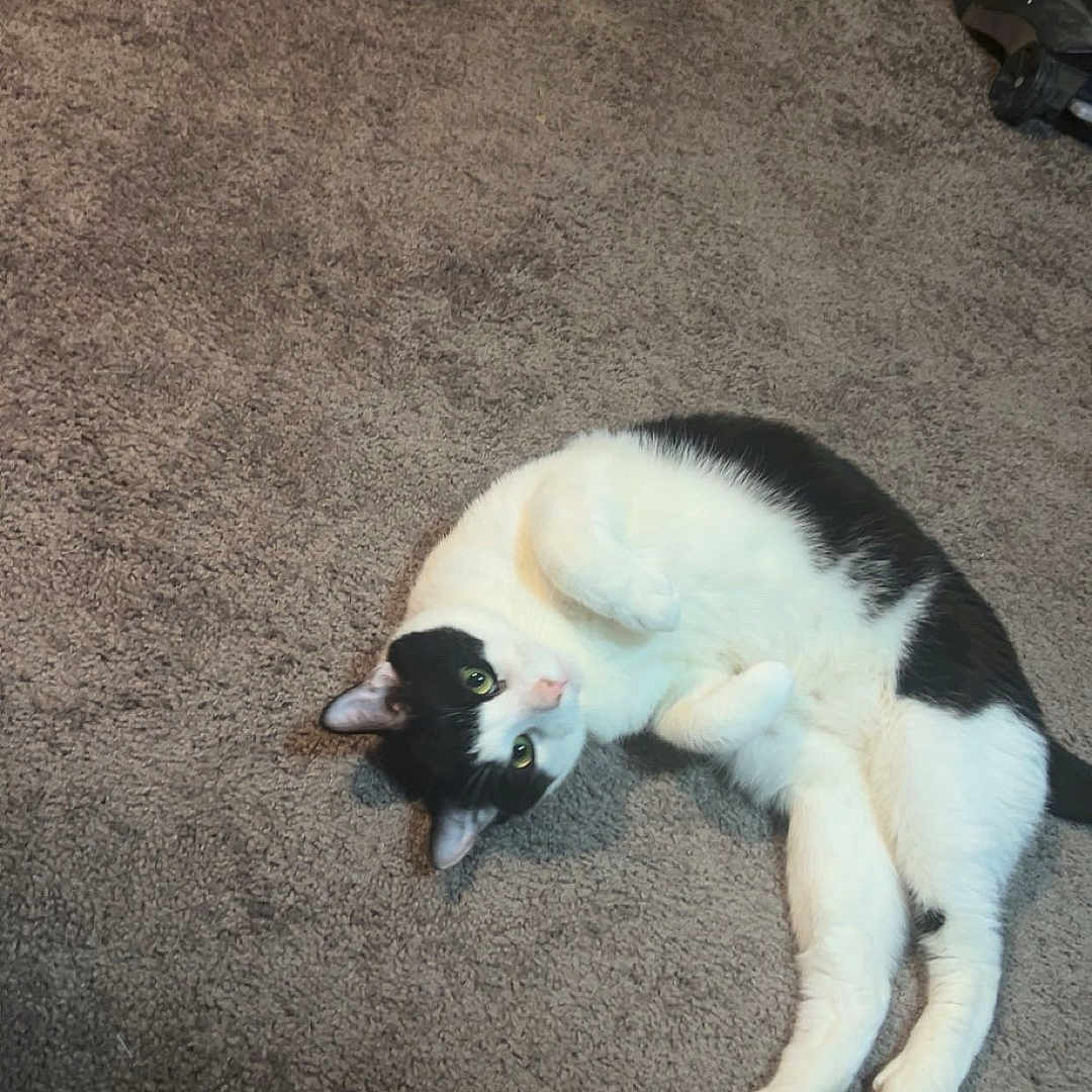 Henry is registered to the contest to win money with this photo: accessories, animal, canine, cat, dog, face, head, hound, husky, indoors, interiordesign, kitten, manx, person, pet, photography, portrait, puppy, sleeping, wood