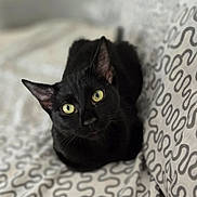 Shanette a rejoint le concours — aidez-le/la à gagner de superbes lots ! black_cat, cat, pet, animal, indoor, bed, bedding, pattern, yellow_eyes, feline, whiskers, ears, cute, looking_at_camera, lying_down, domestic_cat, cozy, soft_light, close_up, resting