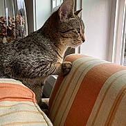 Shorty joined the competition — help win amazing prizes! cat, tabby_cat, furniture, couch, striped, window, indoor, pet, animal, curious, side_view, whiskers, paws, soft_light, decor, glass_jar, pinecones, focused, cozy, domestic