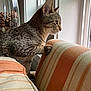 cat, tabby_cat, furniture, couch, striped, window, indoor, pet, animal, curious, side_view, whiskers, paws, soft_light, decor, glass_jar, pinecones, focused, cozy, domestic