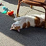 cat, orange_and_white, pet, animal, lying_down, upside_down, relaxed, carpet, wicker_chair, chair, indoor, sunlight, shadow, cat_toy, plush_toy, food_bowl, home, living_room, whiskers, portrait