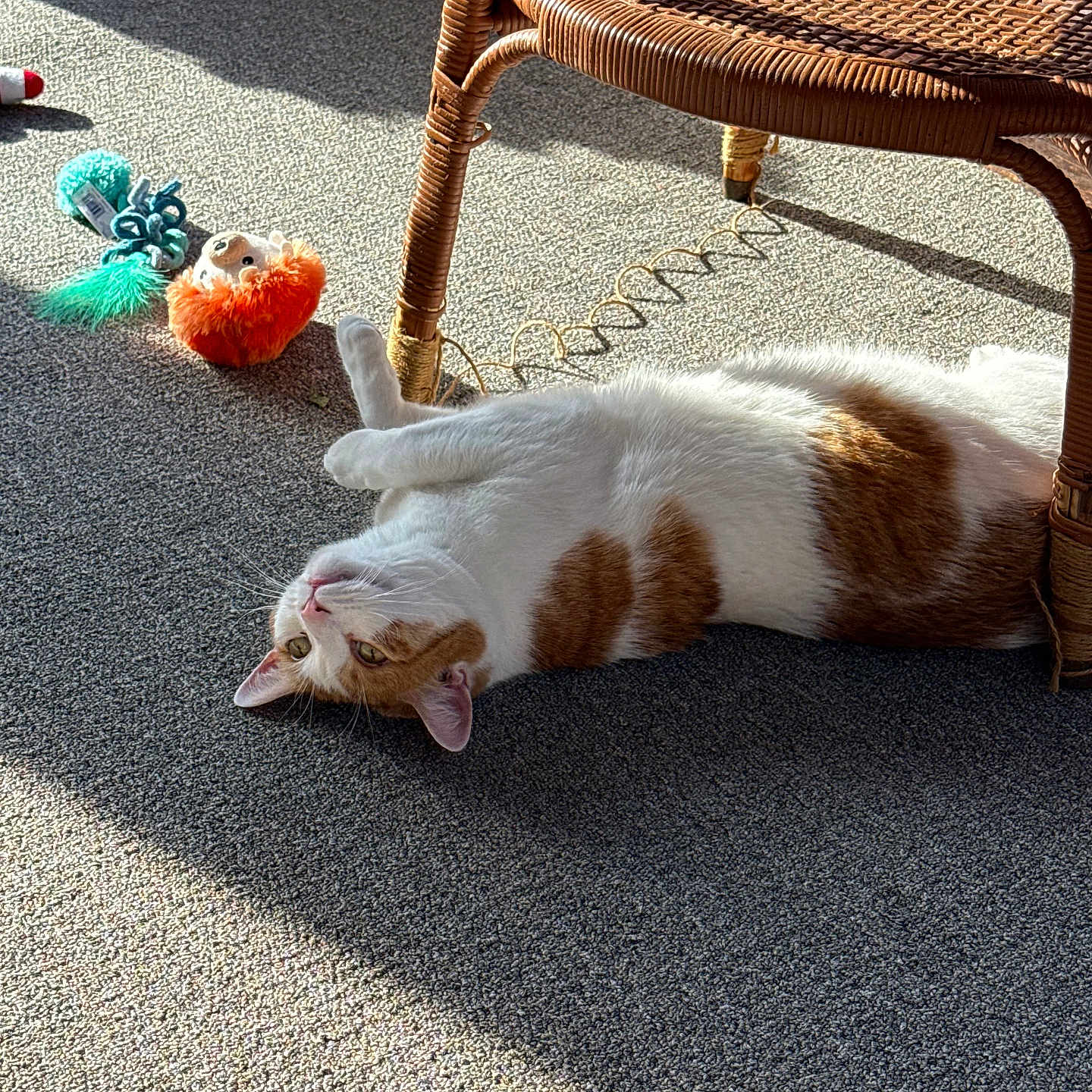 Romeo joined the competition — help win amazing prizes! cat, orange_and_white, pet, animal, lying_down, upside_down, relaxed, carpet, wicker_chair, chair, indoor, sunlight, shadow, cat_toy, plush_toy, food_bowl, home, living_room, whiskers, portrait
