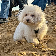 Sleepy a rejoint le concours — aidez-le/la à gagner de superbes lots ! dog, white, fluffy, beach, sand, leash, outdoor, pet, cute, animal, small_dog, fur, walking, people, legs, casual_clothing, daytime, nature, companion, sunlight