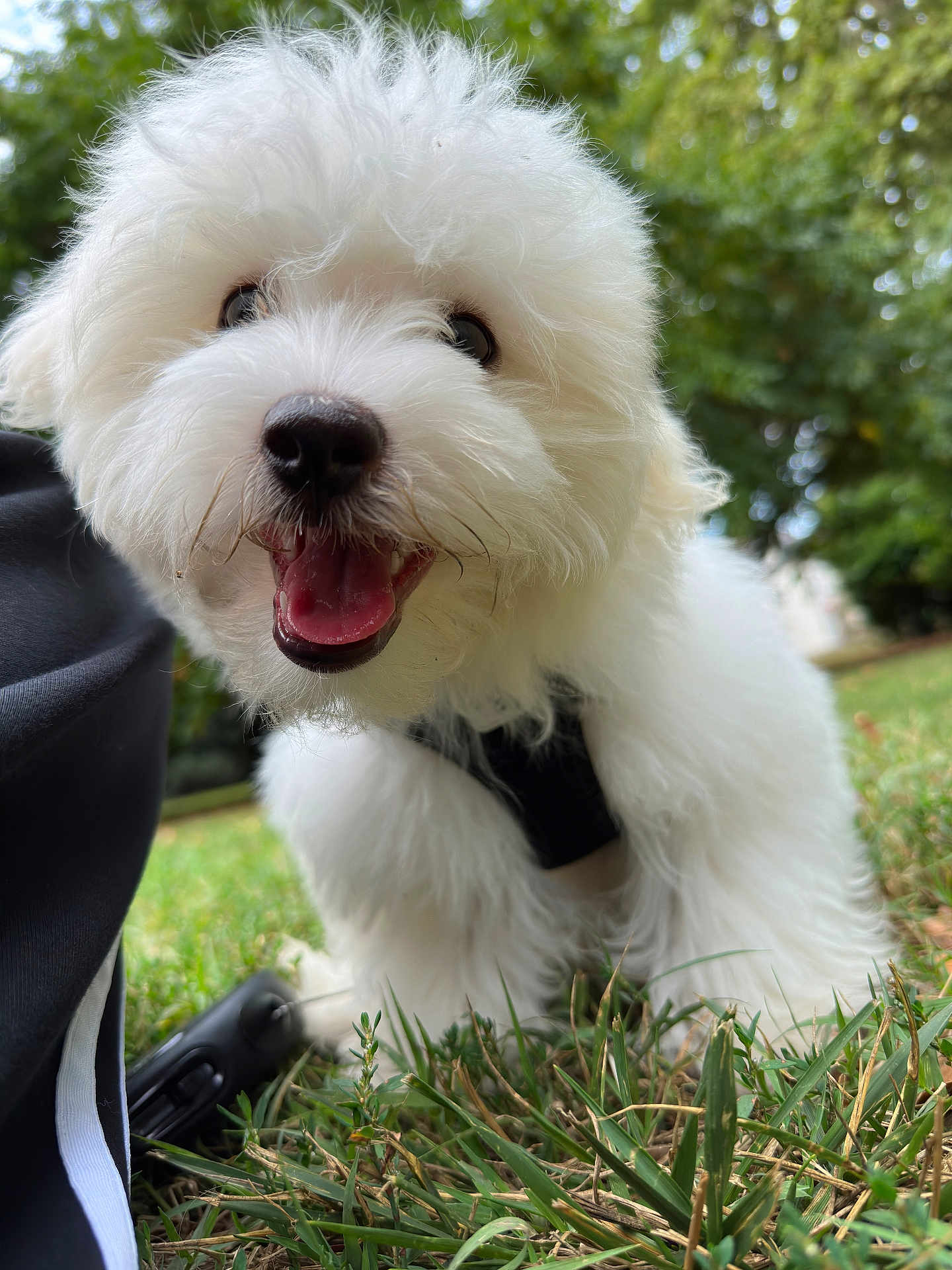 Sleepy a rejoint le concours — aidez-le/la à gagner de superbes lots ! dog, white_dog, fluffy, grass, outdoor, happy, pet, animal, nature, close_up, portrait, canine, smiling, tongue_out, fur, greenery, playful, daylight, cute, young_dog