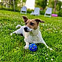 dog, grass, blue_ball, outdoor, greenery, flowers, pet, playing, nature, lawn, summer, relaxed, animal, white_chair, garden, daylight, canine, toy, park, background_blur
