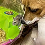 Stella participe au concours pour gagner de l'argent avec cette photo : dog, hamster, pet, cage, green, plastic, closeup, curious, nose, fur, animal, indoor, brown, white, small, container, wood_shavings, snout, eye, interaction