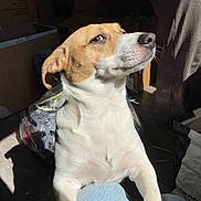 Stella a rejoint le concours — aidez-le/la à gagner de superbes lots ! dog, brown_and_white, pet, indoor, sunlight, shadow, cardboard_boxes, bag, floor, denim, knees, looking_up, expression, front_paws, close_up, animal, canine, companion, curious, home
