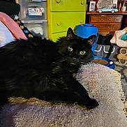 Jazz is registered to the contest to win money with this photo: black_cat, cat, pet, indoor, furniture, storage_bins, cozy, cluttered, curious, fluffy, animal, resting, eyes, texture, wooden_furniture, colorful, bedroom, domestic, living_space, home