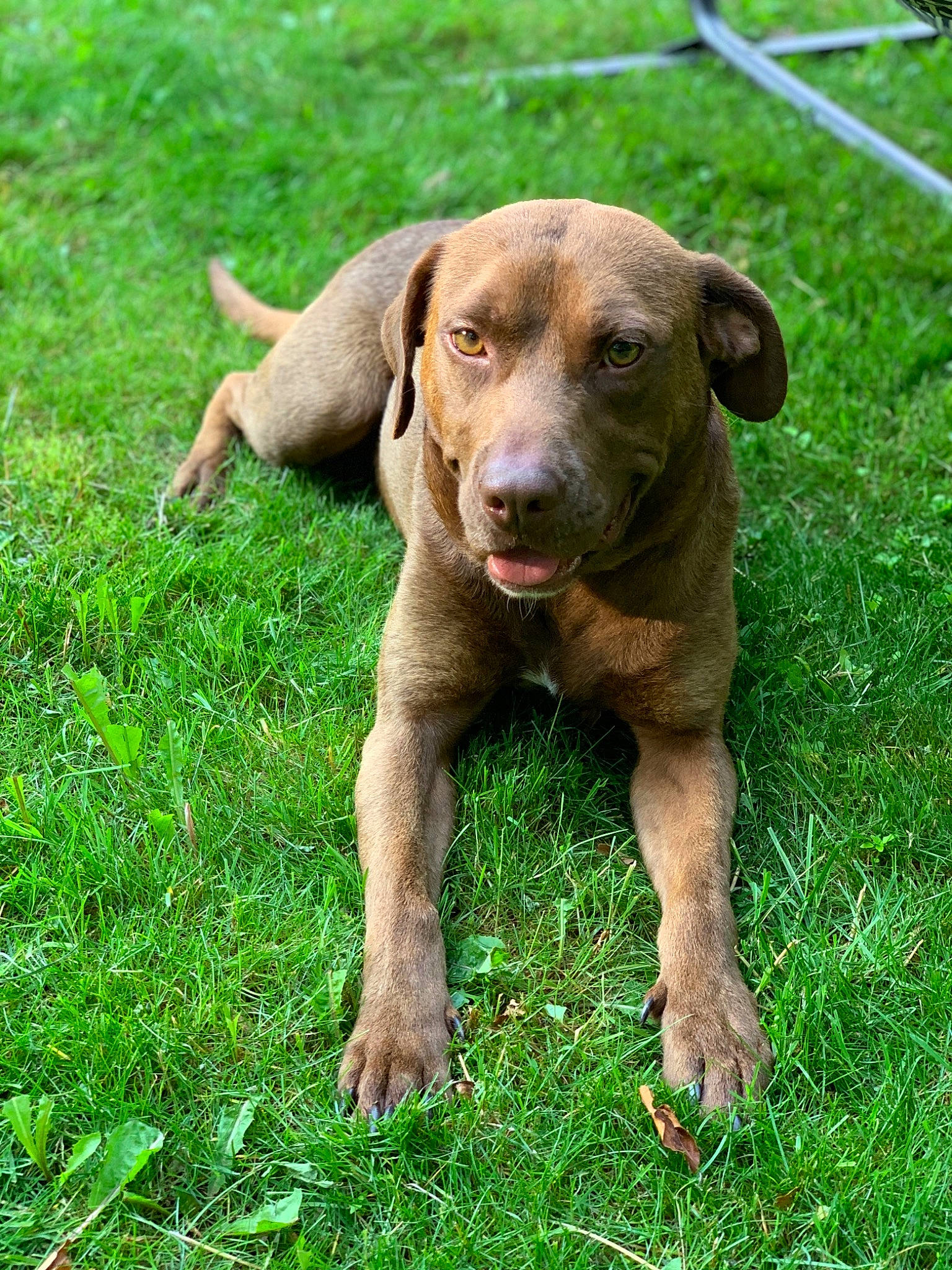 Maverick joined the competition — help win amazing prizes! canidae, carnivore, companion_dog, dog, dog_breed, fawn, grass, grassland, groundcover, liver, people_in_nature, plant, pointing_breed, puppy, snout, sporting_group, terrestrial_animal, whiskers, working_animal, working_dog