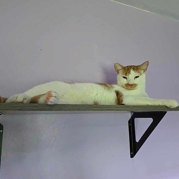 Murphy is registered to the contest to win money with this photo: abyssinian, angora, animal, bracket, cat, closet, cupboard, desk, furniture, hardwood, homedecor, kitten, manx, person, pet, shelf, siamese, stainedwood, table, wood