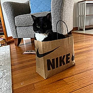 Tuxedo joined the competition — help win amazing prizes! armchair, black_and_white, cat, cozy, curious, cushion, domestic_animal, feline, flooring, home_decor, household, indoor, nike, paper_bag, pet, relaxed, shopping_bag, sitting, tuxedo_cat, wooden_floor