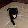 Tuxedo is registered to the contest to win money with this photo: animal, bed, black_fur, cat, cozy, door, feline, indoor, mirror, paw, pet, relaxed, room, stretching, trash_can, tuxedo_cat, whiskers, white_bedspread, white_fur, wooden_floor
