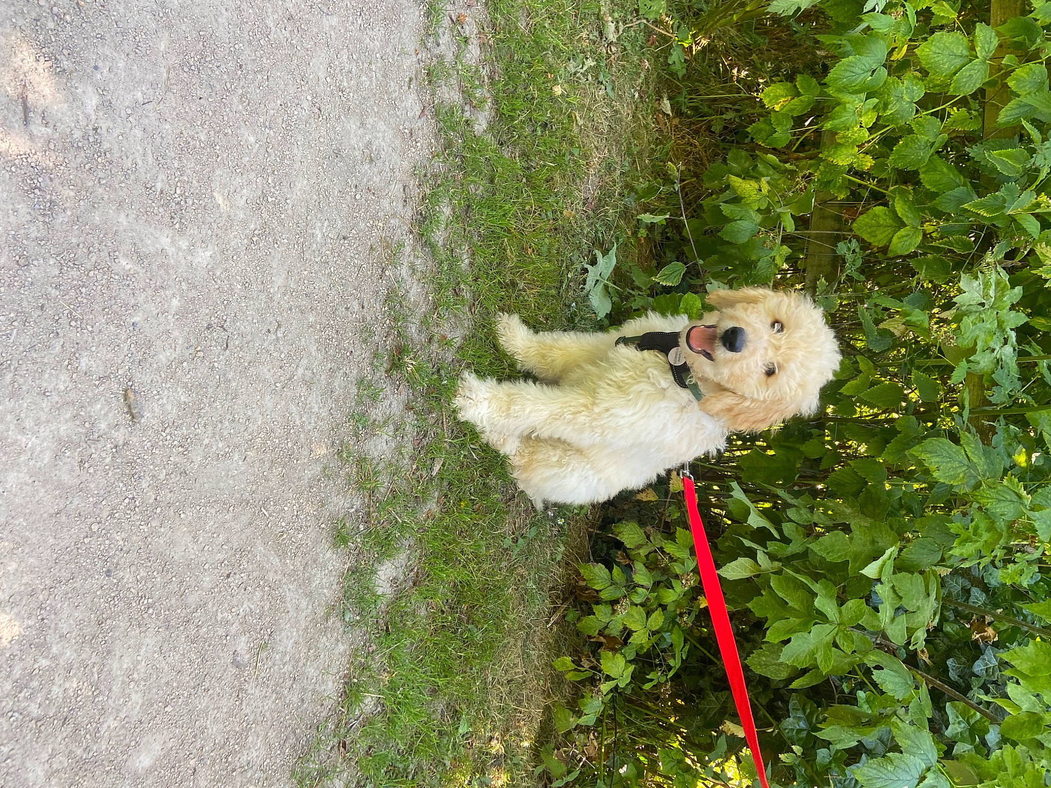 Homer joined the competition — help win amazing prizes! canidae, carnivore, companion_dog, dog_breed, eye, fawn, fur, grass, marsupial, plant, plant_stem, shrub, snout, soil, sporting_group, tail, terrestrial_animal, toy, tree, wildlife