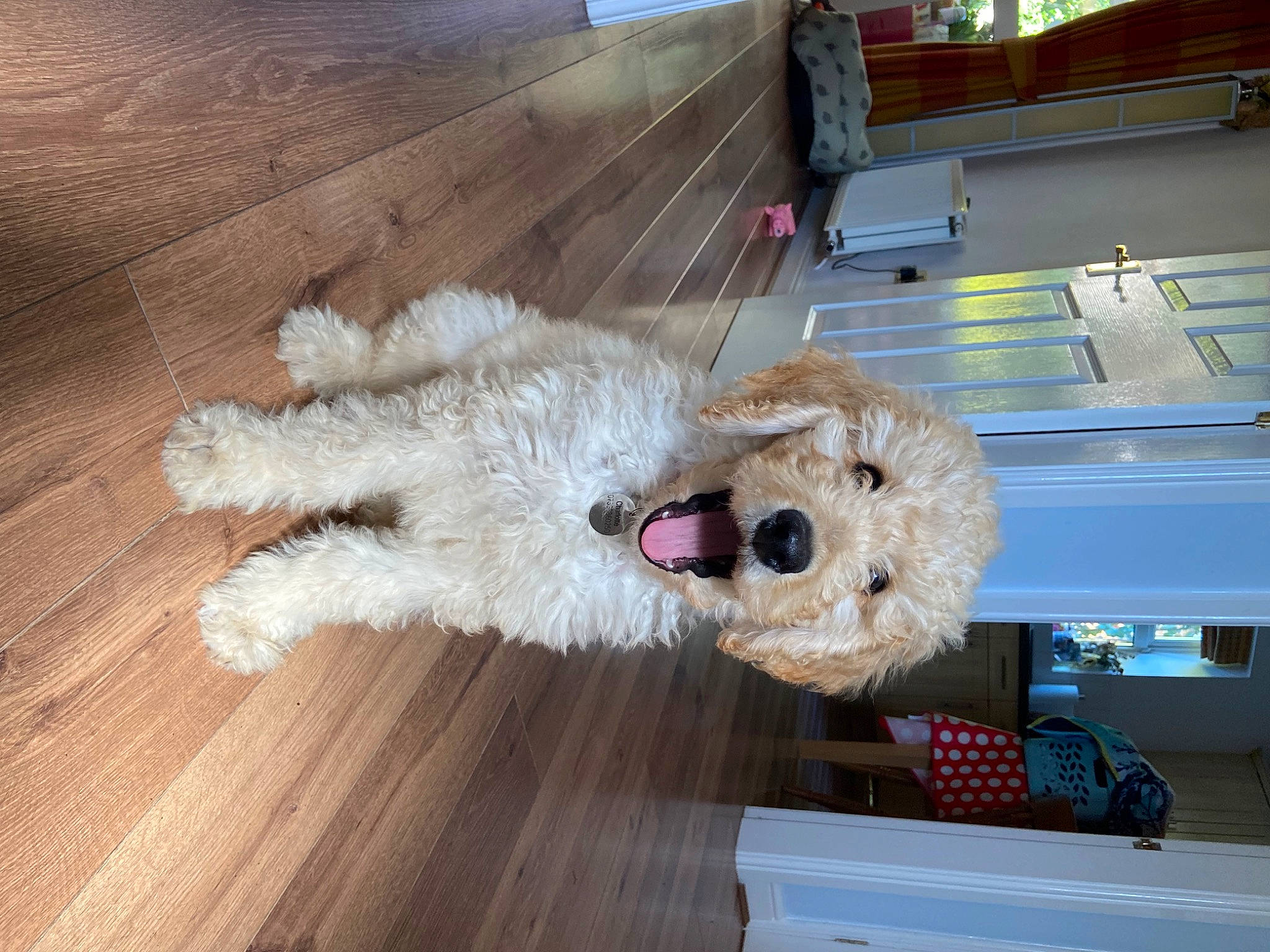 Homer joined the competition — help win amazing prizes! companion_dog, dog, dog_breed, dog_supply, flooring, fur, hardwood, labradoodle, plank, poodle, snout, stuffed_toy, terrier, toy, toy_dog, varnish, water_dog, wood, wood_stain, working_animal