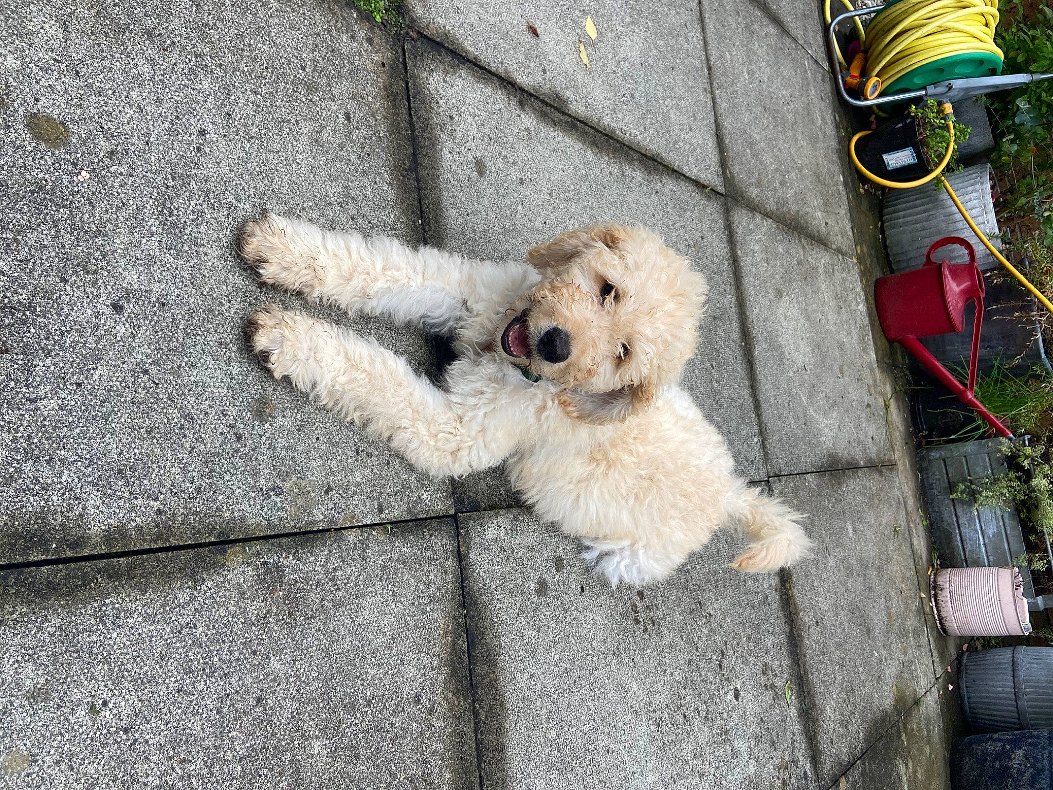 Homer joined the competition — help win amazing prizes! asphalt, carnivore, companion_dog, dog, dog_breed, dog_supply, flooring, flowerpot, fur, labradoodle, leash, pet_supply, poodle, road_surface, shih_poo, sidewalk, small_terrier, sporting_group, terrier, toy_dog