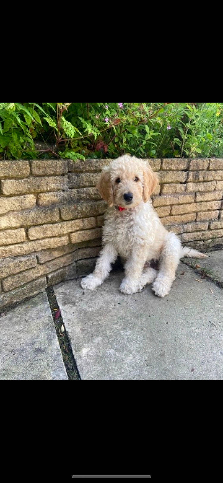 Homer joined the competition — help win amazing prizes! brick, carnivore, companion_dog, dog, dog_breed, dog_collar, fashion_accessory, goldendoodle, grass, plant, road_surface, sidewalk, small_terrier, snout, sporting_group, tail, terrier, toy_dog, water_dog, working_animal