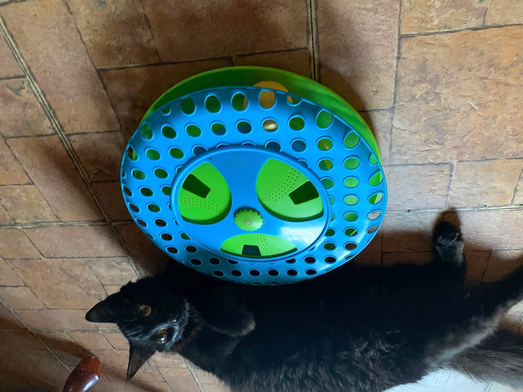 Mr. Spook is registered to the contest to win money with this photo: art, auto_part, automotive_tire, automotive_wheel_system, cat, circle, drainage, electric_blue, emoticon, fashion_accessory, felidae, font, gas, pattern, personal_protective_equipment, tail, visual_arts, whiskers